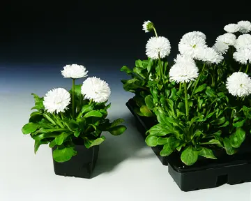 1800-70002441-RubyWhite_S