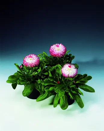 1823-70001141-HabaneraRose_S