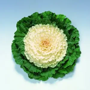 Brassica - Kyoto White Green (Smooth Leaf) - 1000 nasion