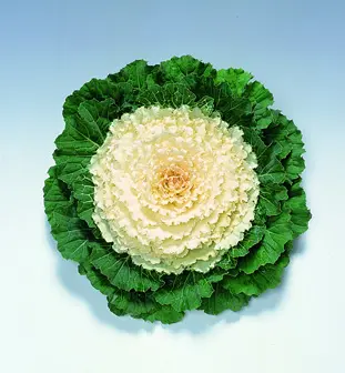 2010-70003198-KyotoWhiteGreenSmoothLeaf_S
