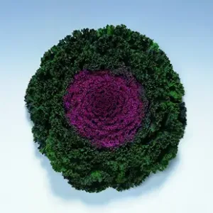 Brassica - Kyoto Violet Green (Curled Leaf) - 1000 nasion