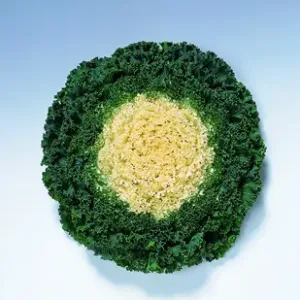 Brassica - Kyoto White Green (Curled Leaf) - 1000 nasion