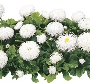 Stokrotka - Habanera White - Otoczka 1000n