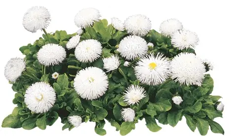 31494-70001142-HabaneraWhite_S