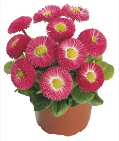 Stokrotka - Speedstar Plus Rose - Otoczka 1000n