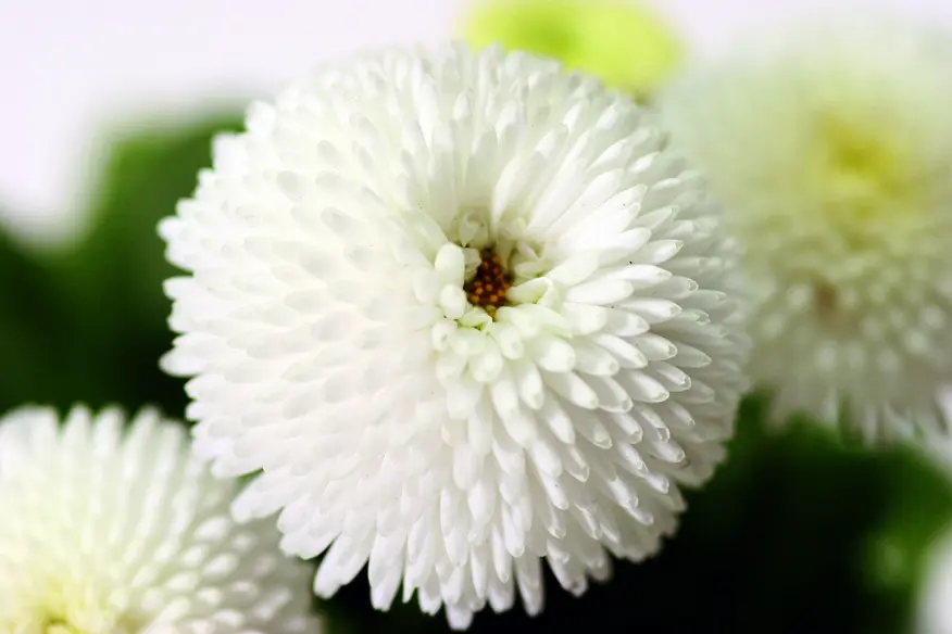 9530-70002625-PlanetWhite_S