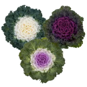 Brassica - Bright and Early Mix - 1000 nasion