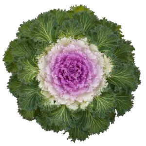 Brassica - Bright and Early Pink Bicolor - 1000 nasion
