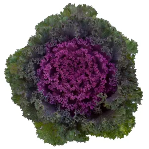 Brassica - Bright and Early Red - 1000 nasion
