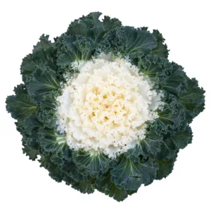 Brassica - Bright and Early White - 1000 nasion