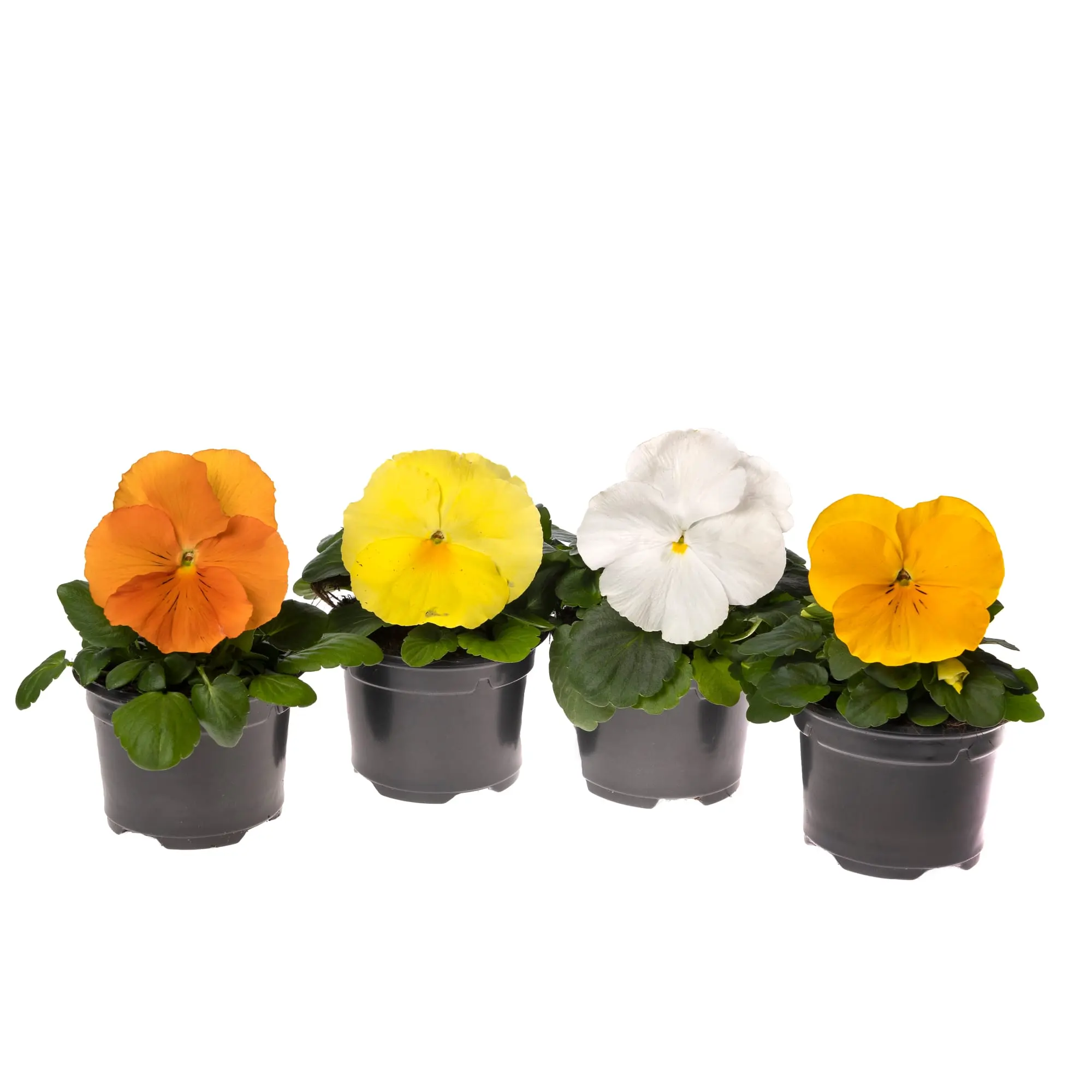 Delta® Pro Citrus Mix