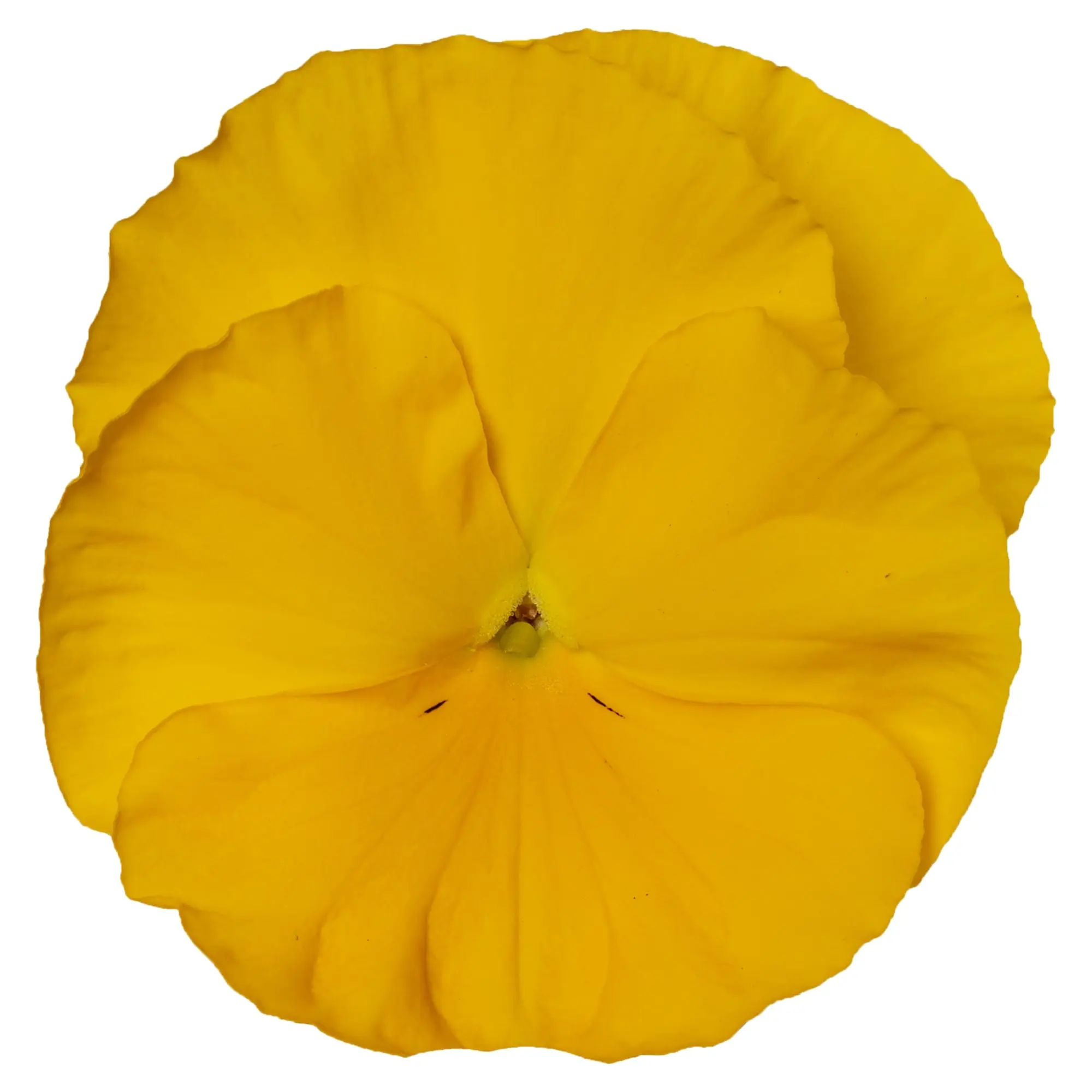 Delta® Pro Clear Yellow