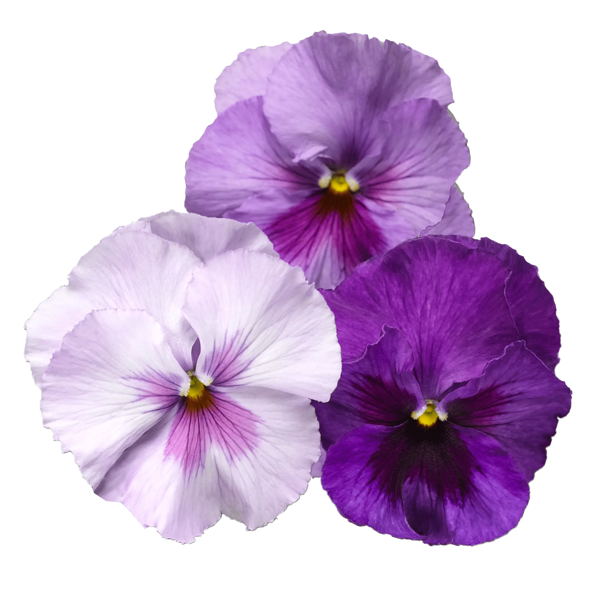 Delta® Pro Lavender Blue Shades
