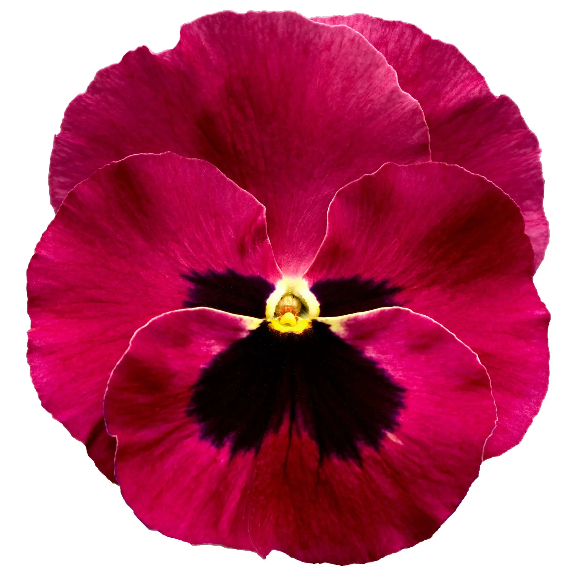 Delta® Pro Rose with Blotch