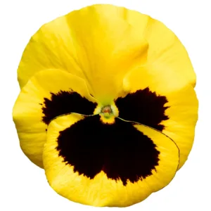 Bratek - Delta Pro Yellow with Blotch - 500 nasion