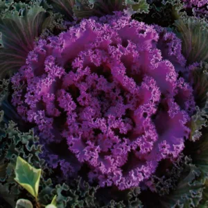 Brassica - Kyoto Pink (Smooth Leaf) - 1000 nasion